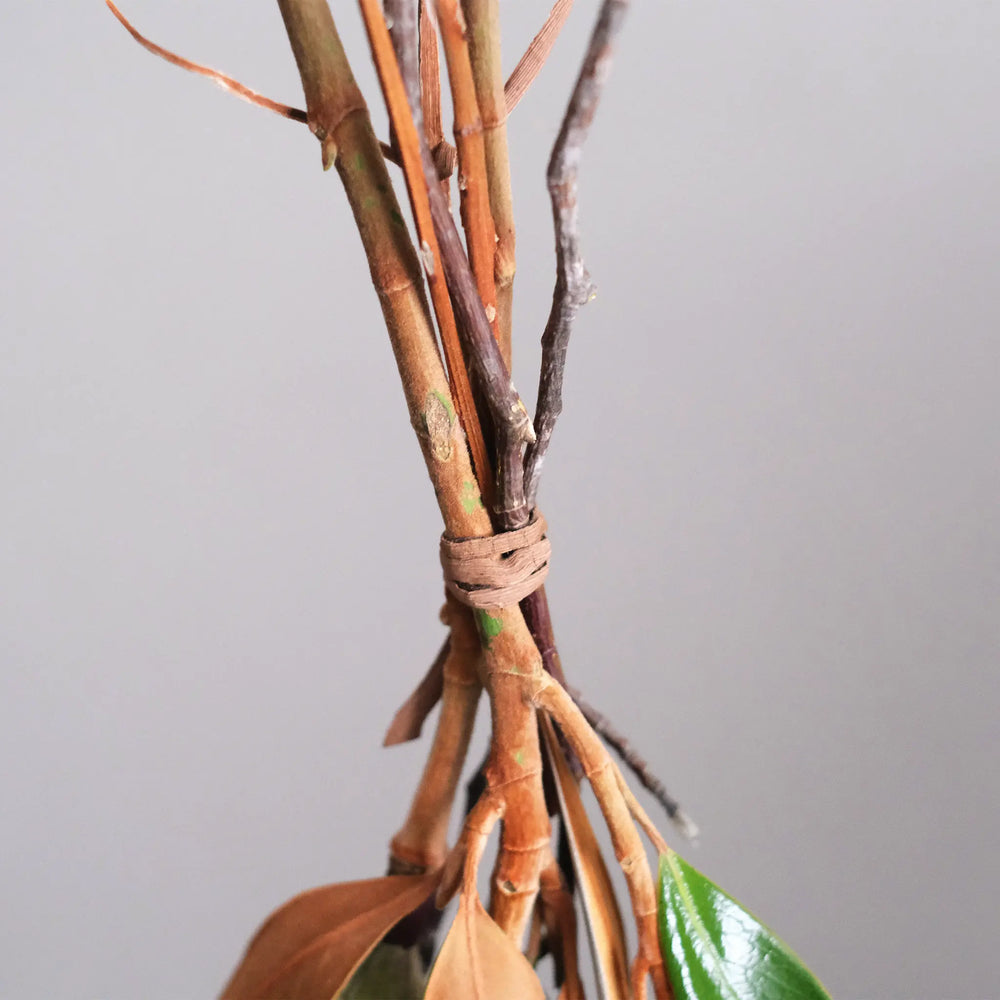 
                  
                    マグノリアのスワッグ B (山葡萄蔓)
                  
                