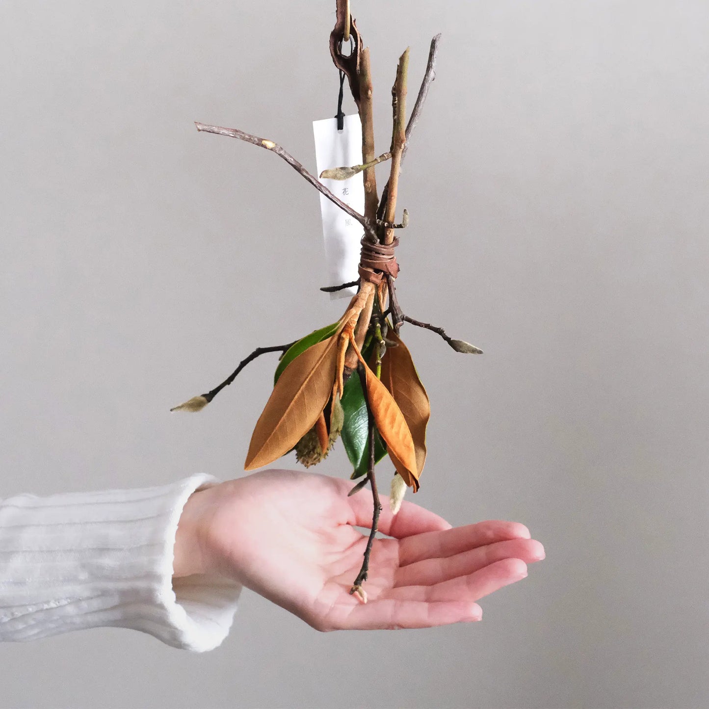 
                  
                    マグノリアのスワッグ B (山葡萄蔓)
                  
                